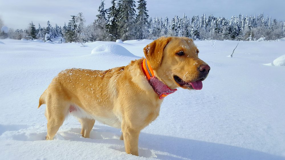 Pari vinkkiä siitä, mitenkä kannattaa ottaa valokuvia lemmikistänne.